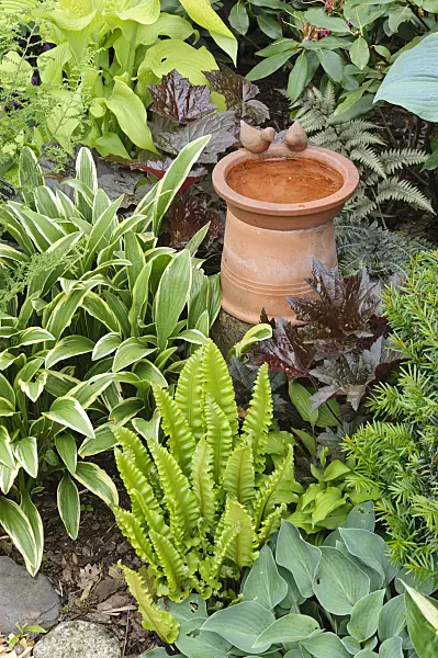 473102 - Plantain lilies (Hosta), hart's tongue fern (Asplenium scolopendrium syn. Phyllitis scolopendrium) and alumroots (Heuchera) with bird bath
