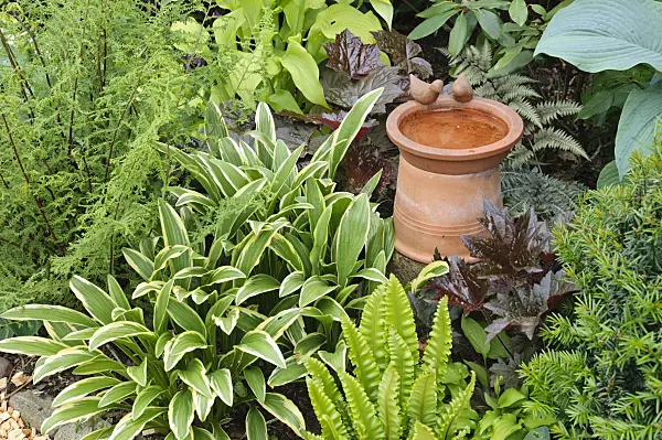 473103 - Plantain lilies (Hosta), hart's tongue fern (Asplenium scolopendrium syn. Phyllitis scolopendrium) and alumroots (Heuchera) with bird bath