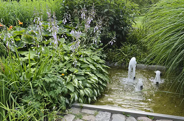 534189 - Plantain lilies (Hosta) in a perennial garden with a fountain