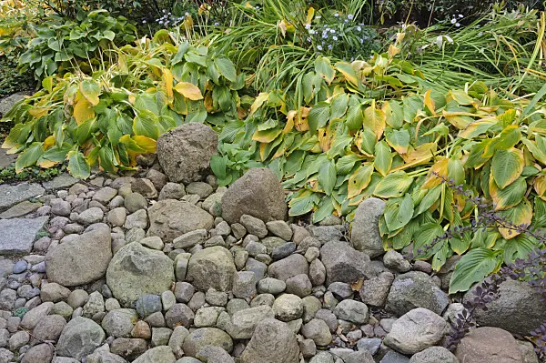 477020 - Plantain lilies (Hosta) in a rockery