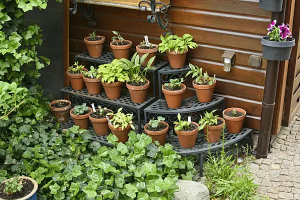 556075 - Plantain lilies (Hosta) in flower pots on a shelf