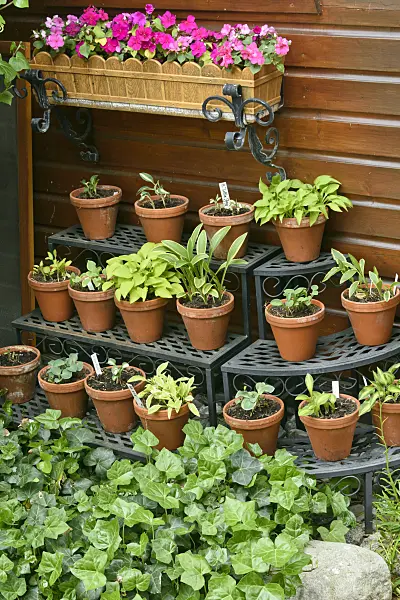 556076 - Plantain lilies (Hosta) in flower pots on a shelf