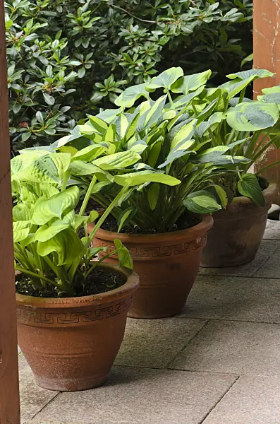 534066 - Plantain lilies (Hosta) in flower tubs