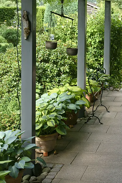 558017 - Plantain lilies (Hosta) in flower tubs