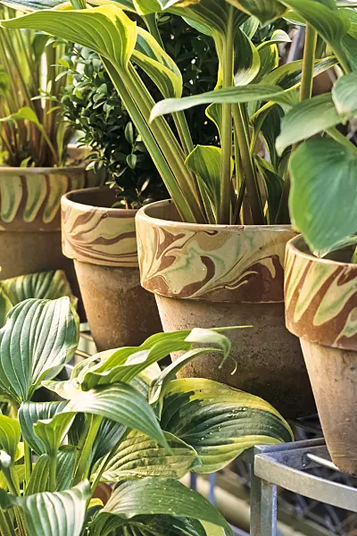 390062 - Plantain lily (Hosta)