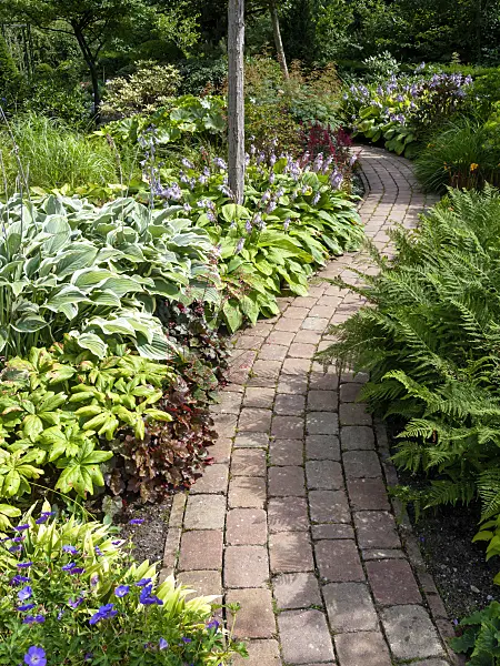 462109 - Plantain lily (Hosta)