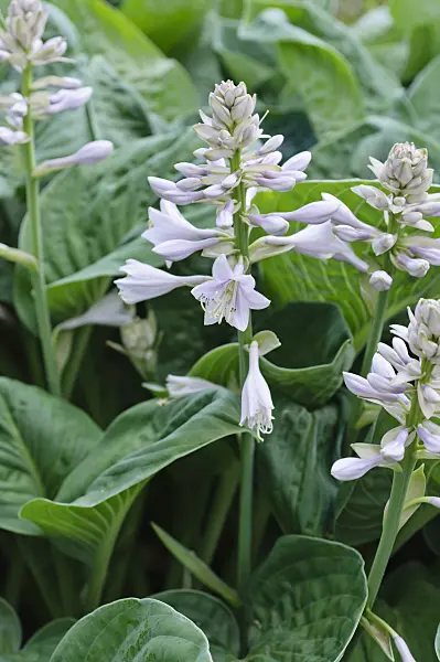 473015 - Plantain lily (Hosta)