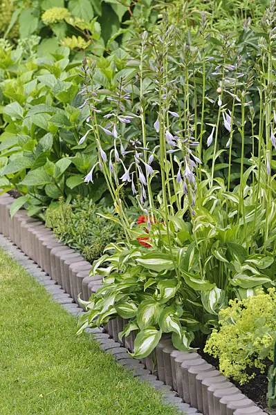 473193 - Plantain lily (Hosta)