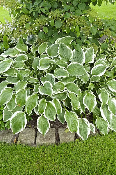 474143 - Plantain lily (Hosta)