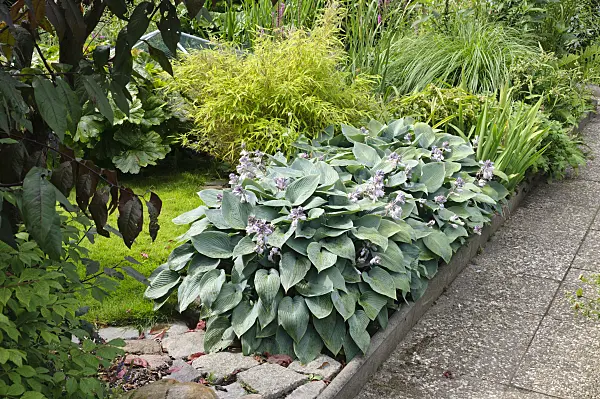 474320 - Plantain lily (Hosta)