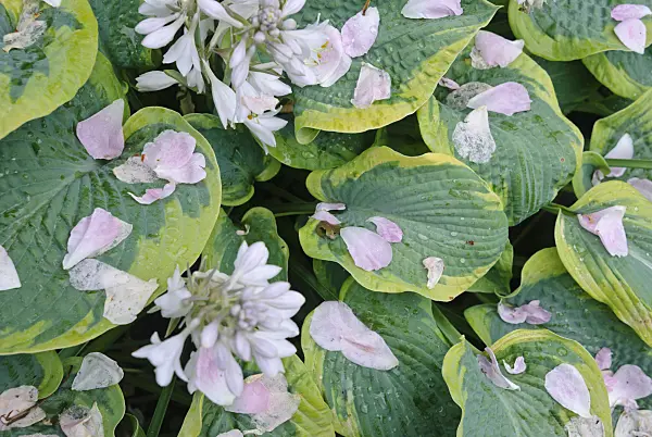 482004 - Plantain lily (Hosta)