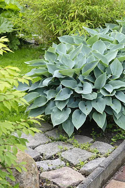 484347 - Plantain lily (Hosta)