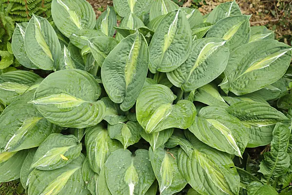 500217 - Plantain lily (Hosta)