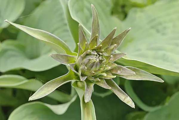 509144 - Plantain lily (Hosta)