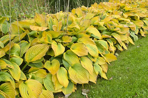 525083 - Plantain lily (Hosta)