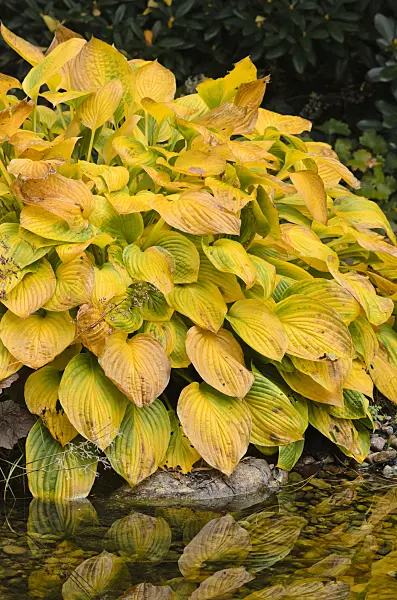 525119 - Plantain lily (Hosta)