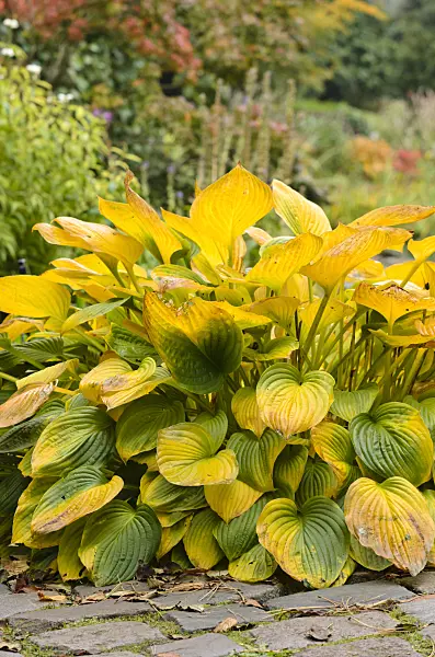 525120 - Plantain lily (Hosta)