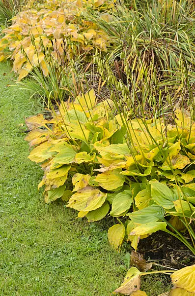 549074 - Plantain lily (Hosta)