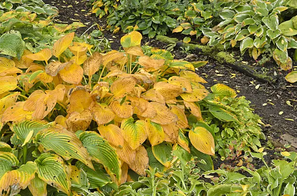 549097 - Plantain lily (Hosta)