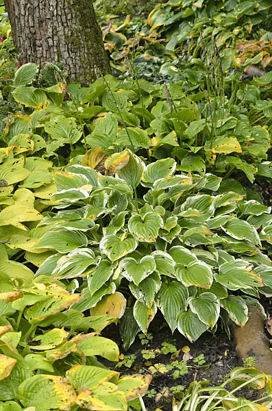 549098 - Plantain lily (Hosta)