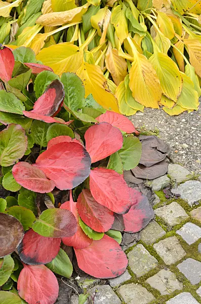 525130 - Plantain lily (Hosta) and Bergenia