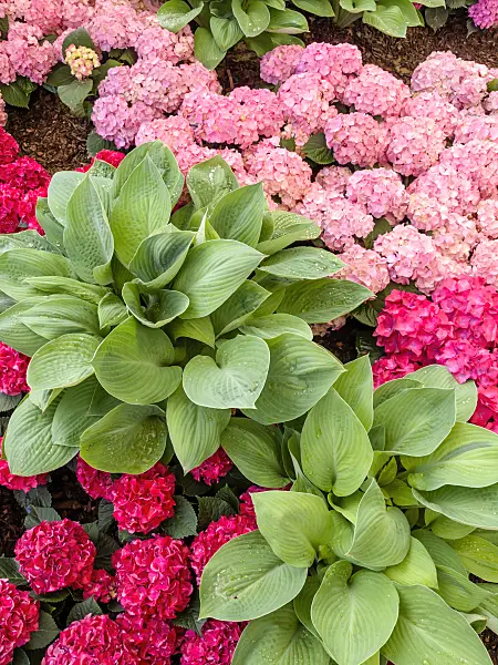 426026 - Plantain lily (Hosta) and big-leaved hydrangea (Hydrangea macrophylla)