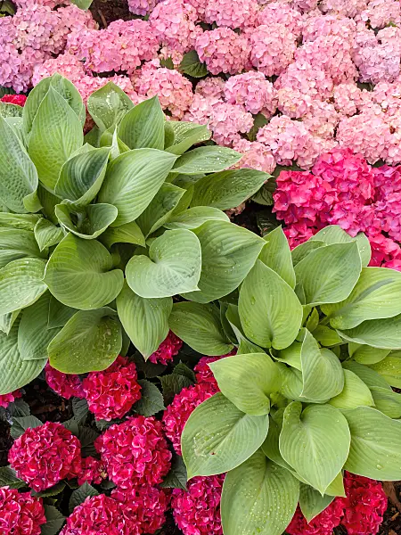 426027 - Plantain lily (Hosta) and big-leaved hydrangea (Hydrangea macrophylla)