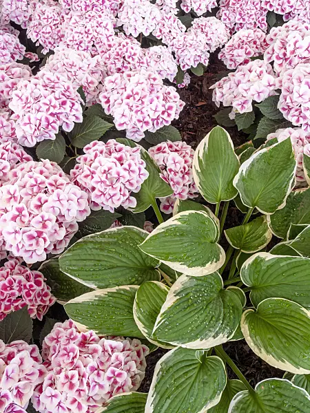 426028 - Plantain lily (Hosta) and big-leaved hydrangea (Hydrangea macrophylla 'Red Ace')