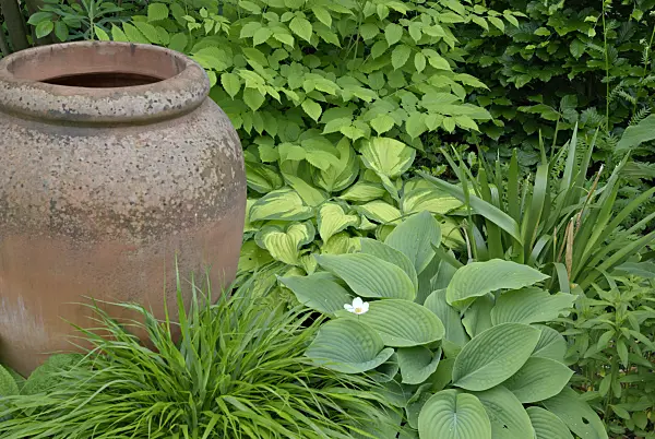 452119 - Plantain lily (Hosta) and Japanese forest grass (Hakonechloa macra) and terracotta vase