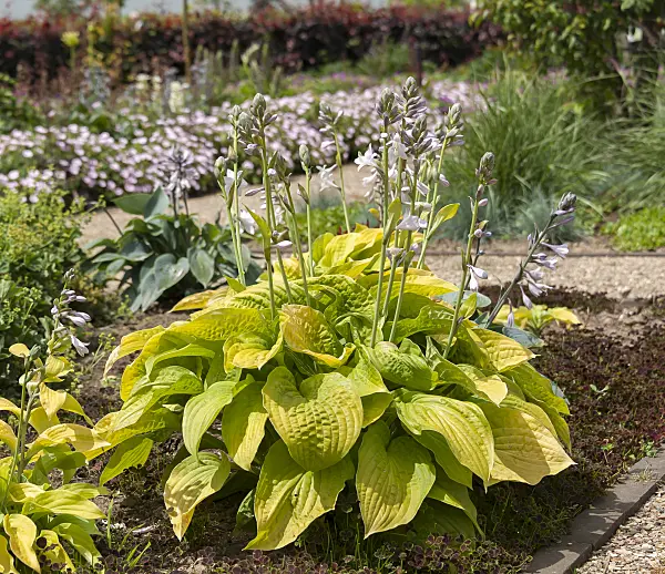 651322 - Plantain lily (Hosta August Moon)