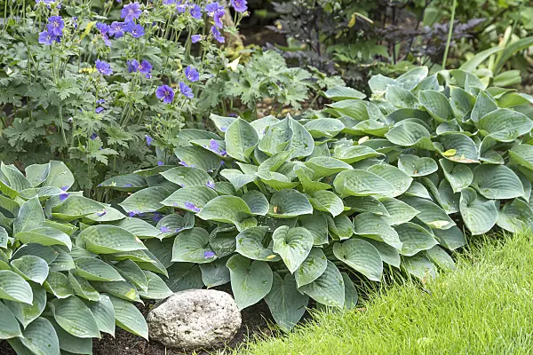 616408 - Plantain lily (Hosta Blue Cadet)