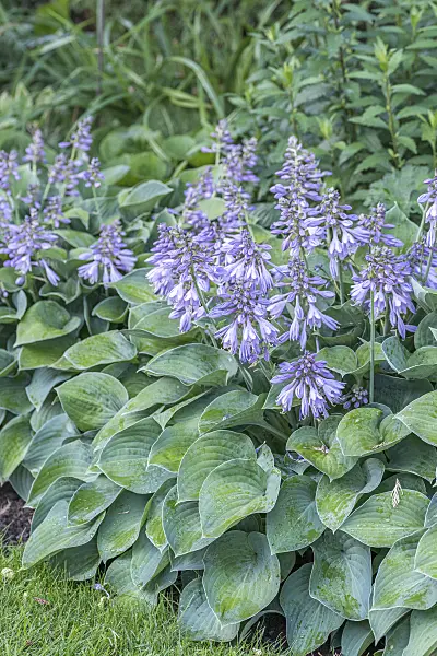 638125 - Plantain lily (Hosta Blue Cadet)