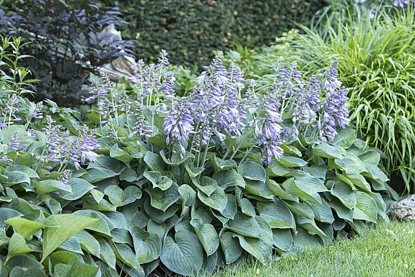 651323 - Plantain lily (Hosta Blue Cadet)