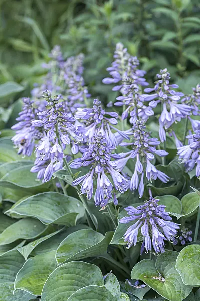 651324 - Plantain lily (Hosta Blue Cadet)