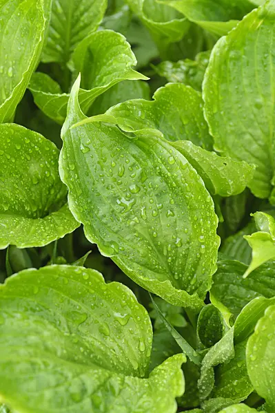 484209 - Plantain lily (Hosta crispula)