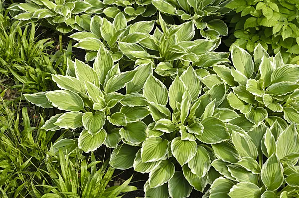 520439 - Plantain lily (Hosta crispula)