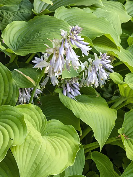 461103 - Plantain lily (Hosta elata)