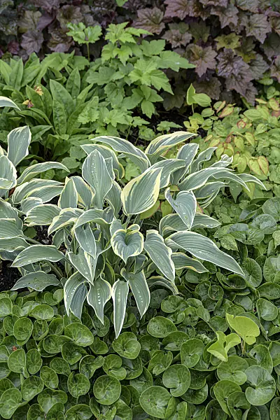 607099 - Plantain lily (Hosta First Frost)