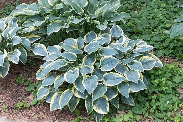 664187 - Plantain lily (Hosta First Frost)