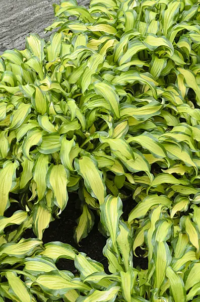 508185 - Plantain lily (Hosta First Mate)