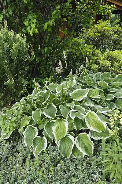 473066 - Plantain lily (Hosta fortunei 'Aureomarginata')