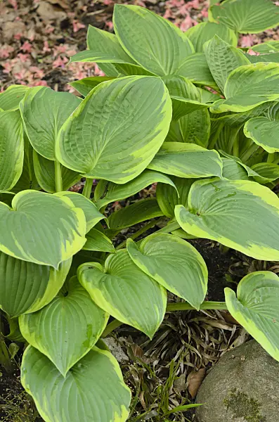 520437 - Plantain lily (Hosta fortunei 'Aureomarginata')