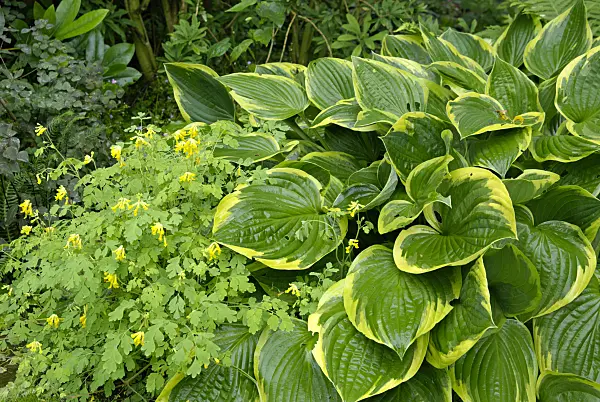457030 - Plantain lily (Hosta fortunei 'Aureomarginata') and yellow corydalis (Pseudofumaria lutea syn. Corydalis lutea)