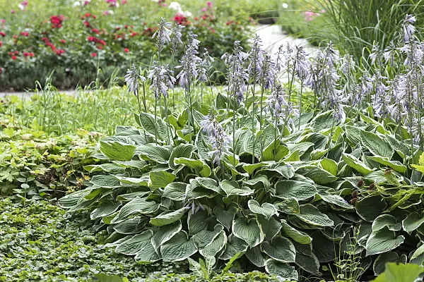 651325 - Plantain lily (Hosta fortunei 'Francee')