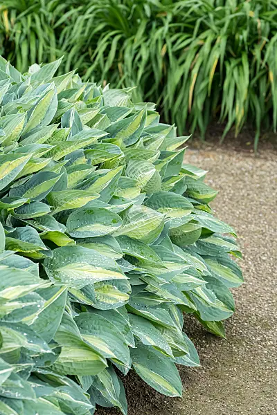 664189 - Plantain lily (Hosta Gipsy Rose)