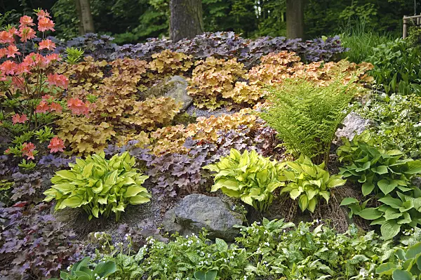 517452 - Plantain lily (Hosta Gold Standard), hairy alumroot (Heuchera villosa 'Caramel') and crevice alumroot (Heuchera micrantha 'Palace Purple')