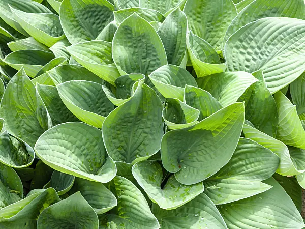 437420 - Plantain lily (Hosta gracillima)