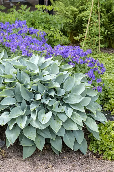593101 - Plantain lily (Hosta Halcyon)