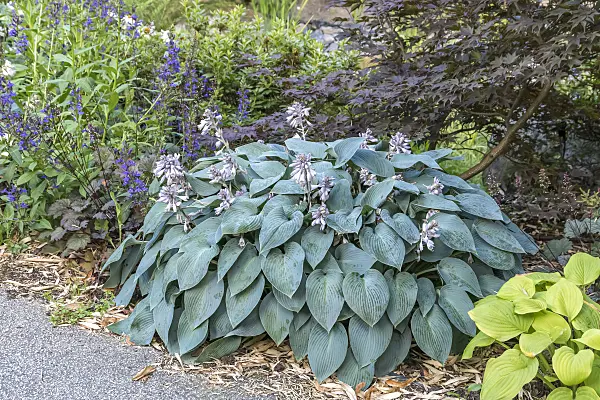 635054 - Plantain lily (Hosta Halcyon)