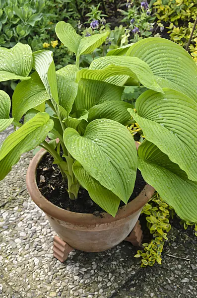 520168 - Plantain lily (Hosta) in a flower tub